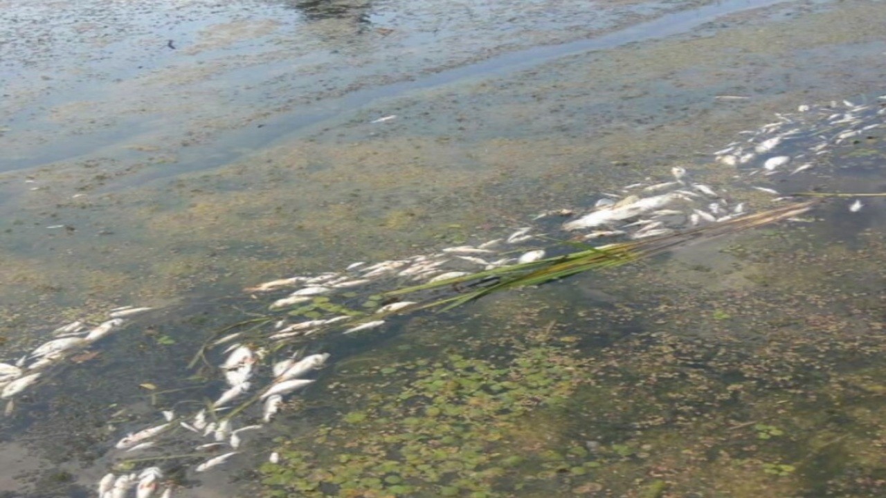 Загибель риби в річці Збруч